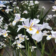 Image result for Dietes flavida