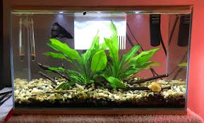 For this reason, bettas must be kept separate from other bettas and, typically, other varieties of fish, as well. The 7 Best Tanks For Your Betta Fish 2020 Fishkeeping Today
