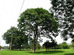 Image result for Parkia