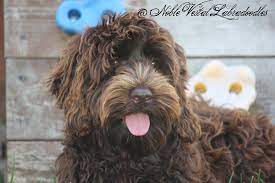 But with our help, it can be an easier one! Australian Labradoodle Grooming Home Facebook