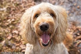 It may be due to the fact that they both end with 'doodle', a representation of their poodle parent or … Dogs Labradoodle Dna Reveals The Crossbreed Beloved By Celebrities Is More Poodle Than Labrador Daily Mail Online