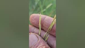 Image result for Tripogon