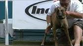 First place in the american diving dogs dock jumping competition rookie division finals. Dock Dogs Amazing Dogs Jump In Competition At Great American Outdoor Show Youtube