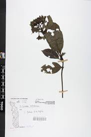 Image result for Leptactina arborescens
