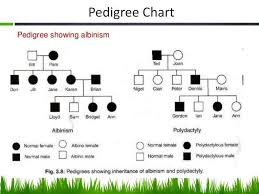 ppt pedigree charts powerpoint presentation free download