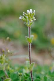 Image result for Cerastium glomeratum