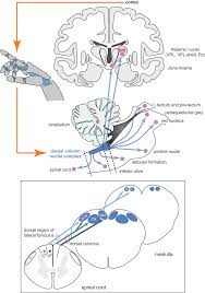 Image result for Ctenium somalense