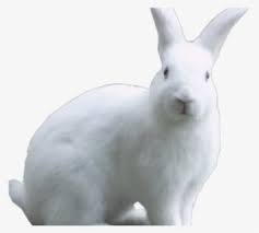 There are 37 arctic hare clipart for sale on etsy, and they cost $4.74 on. Free Hare Clip Art With No Background Clipartkey