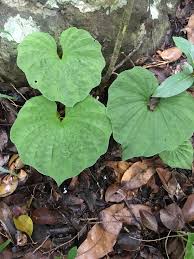 Image result for Nervilia petraea