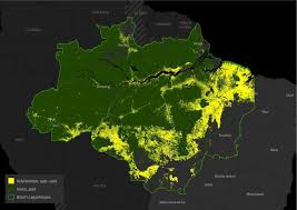 how violence and impunity fuel deforestation in brazils