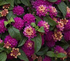 West Indian Lantana Lantana Camara Plants Lantana Camara Lantana