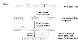 the genetic code and the central dogma of molecular biology