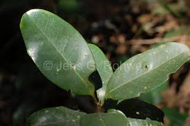 Image result for Beilschmiedia michelsonii