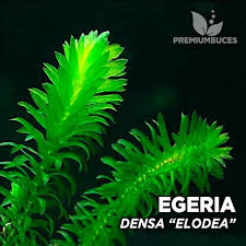 Logisch ist, dass man ein wasser mit einer karbonathärte von 8 oder höher nicht mit co2 auf einen ph wert von 6,5 drücken kann und sollte, wie es leider viele aquarianer versuchen. Egeria Densa Elodea Najas Premium Buces