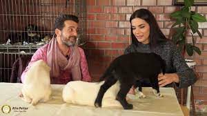 buyukcekmece hayvan barinaginda bir gun altin patiler yegetv youtube
