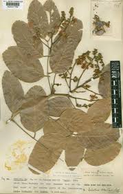 Image result for Isoberlinia