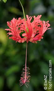 Image result for Hibiscus aponeurus
