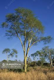 Image result for Acacia xanthophloea