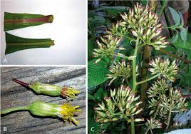 Image result for Solanecio mannii