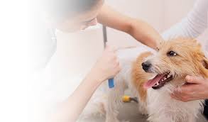 The student is placed in a veterinary practice, mobile grooming van, salon or in a house. Merryfield School Of Pet Grooming