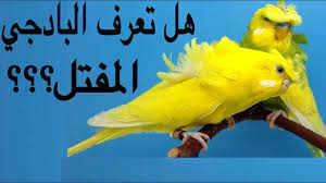 بادجي مفتل لم تكن تعرفه من قبل اجمل انواع والوان طيور البادجي budgie lovebird youtube