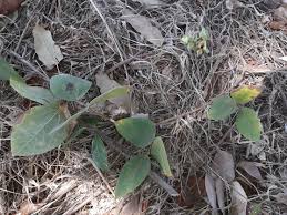 Image result for Rhynchosia nyasica