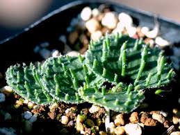 Image result for Eriospermum