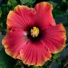 While specific bloom color is beyond your control, you can ensure you see each color during its blooming season with proper. Hidden Valley Hibiscus Hibiscus Pigments Why Do Hibiscus Flowers Change Colors