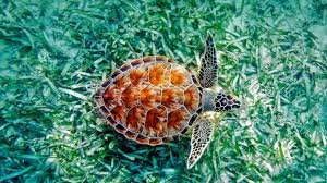 Find sea turtle pictures and sea turtle photos on desktop nexus. Abstract Turtle Wallpapers Top Free Abstract Turtle Backgrounds Wallpaperaccess