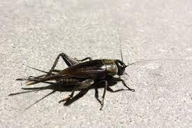 Acheta domesticus, commonly called the house cricket, is a cricket most likely native to southwestern asia, but between 1950 and 2000 it became the standard feeder insect for the pet and research industries and spread worldwide. Common Arizona Crickets House Vs Field Crickets