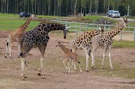 Pin Van Monde Sauvage Op Girafes