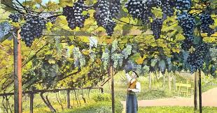 Image result for pruning grapes on a pergola
