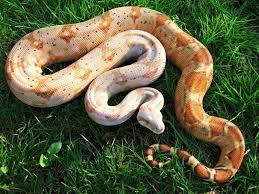 De caulker cay boa is een boa variant die niet veel voorkomt in europese collecties. Pin On Mother Nature At Her Finest