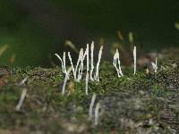 Image result for Multiclavula mucida