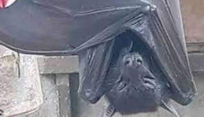 We did not find results for: Photo Of Human Sized Bat Goes Viral After Freaking People Out