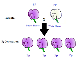 Overview On Monohybrid Cross Definition Example