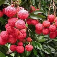 状元红荔枝_百度百科