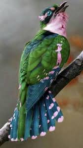 Enteresan Kus Resimleri Derlemesi Kopmaca Kus Resimleri Derlemesi Enteresan Kuslar Kus Kuslar Kusresimler In 2020 Beautiful Birds Bird Pictures Colorful Birds