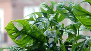Monstera Adansonii How To Care For A Swiss Cheese Vine Plant