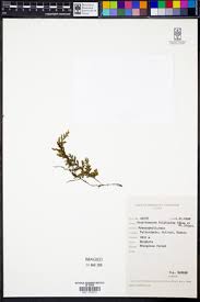 Image result for Crepidomanes chevalieri