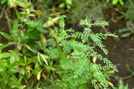 Image result for Phyllanthus fraternus