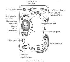 Plant Cell Black And White Fresh Term Paper On The Cell Organisms Plant Cell Business Plan Template Business Plan Template Free