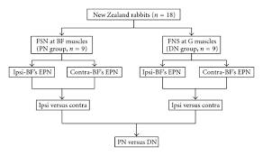 Flow Chart For The Animal Study Bf Bicep Femoris Contra