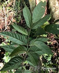 Image result for Centrolobium