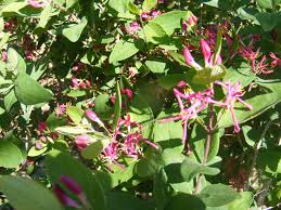Image result for Turraea floribunda