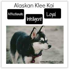 Alaskan Klee Kai A Husky In A Small Package