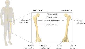 The primary cells in this area are termed as the calf. Bones Of The Lower Limbs Course Hero