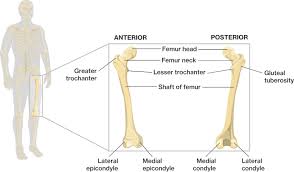 Vector illustration with human skeleton scheme isolated on a white background. Bones Of The Lower Limbs Course Hero