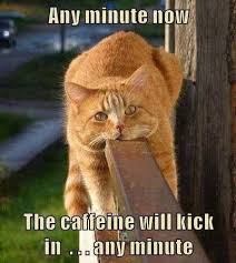 Pin By Victoria Hicks Sanders On Coffee Funny Animal Pictures Funny Cat Memes Funny Cat Pictures