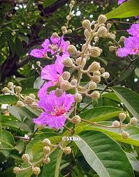 Image result for Lagerstroemia speciosa